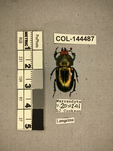 Shiny brown beetle specimen with large mandibles, pinned next to text labels.