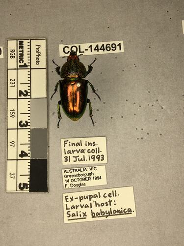 Shiny brown beetle specimen with large mandibles, pinned next to text labels.
