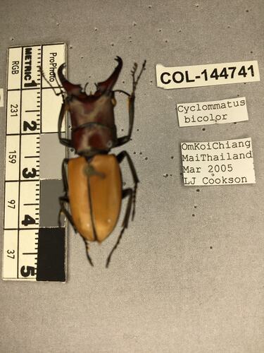 Shiny brown beetle specimen with large mandibles, pinned next to text labels.