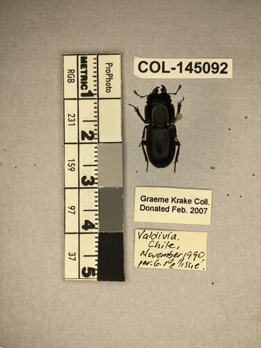 Shiny brown beetle specimen with large mandibles, pinned next to text labels.
