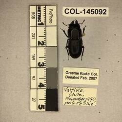 Shiny brown beetle specimen with large mandibles, pinned next to text labels.