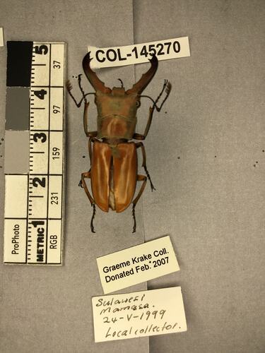 Dorsal view of pinned beetle specimen with labels.