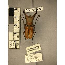 Dorsal view of pinned beetle specimen with labels.