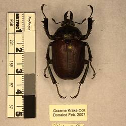 Shiny brown beetle specimen with large mandibles, pinned next to text labels.