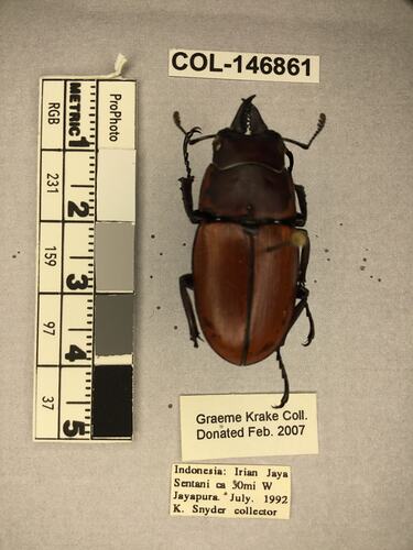 Shiny brown beetle specimen with large mandibles, pinned next to text labels.