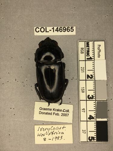 Dorsal view of pinned beetle specimen with labels.