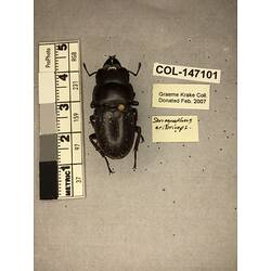 Dorsal view of pinned beetle specimen with labels.