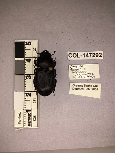 Shiny brown beetle specimen with large mandibles, pinned next to text labels.