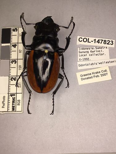 Shiny brown beetle specimen with large mandibles, pinned next to text labels.