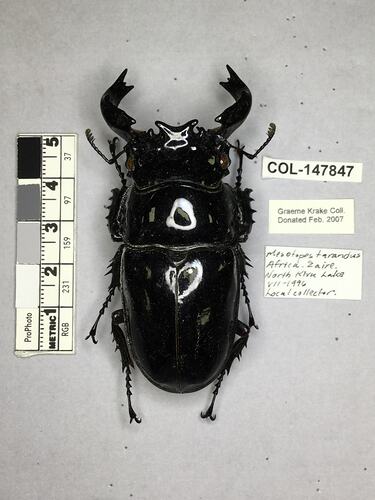 Shiny brown beetle specimen with large mandibles, pinned next to text labels.