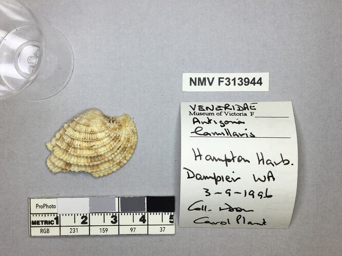 Dry Venus Clam shell beside labels.