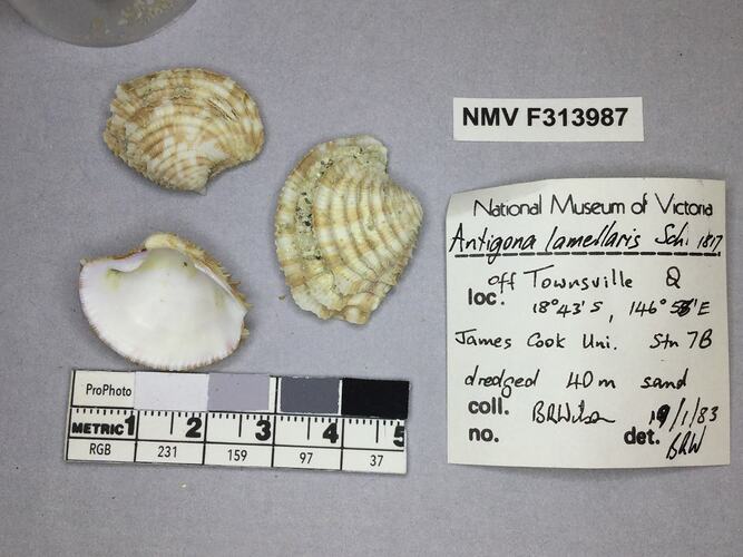 Dry Venus Clam shells beside labels.