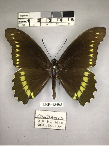 Pinned butterfly specimen beside label.
