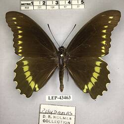Pinned butterfly specimen beside label.