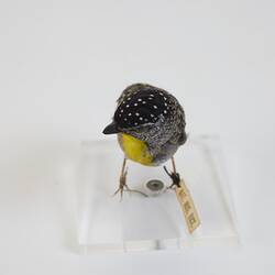 <em>Pardalotus punctatus</em>, Spotted Pardalote. [B 21620]