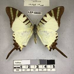 Pinned butterfly specimen beside label.