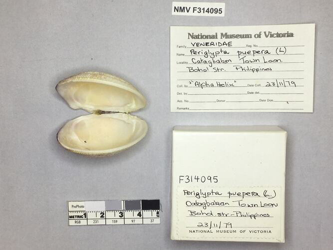 Dry Venus Clam shell beside labels.