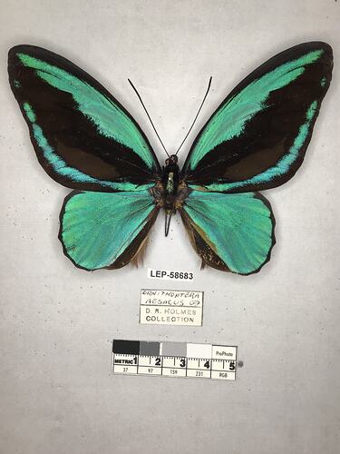 Pinned butterfly specimen beside label.