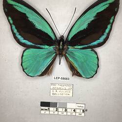 Pinned butterfly specimen beside label.