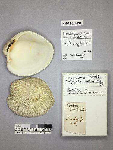 Dry Venus Clam shell beside labels.