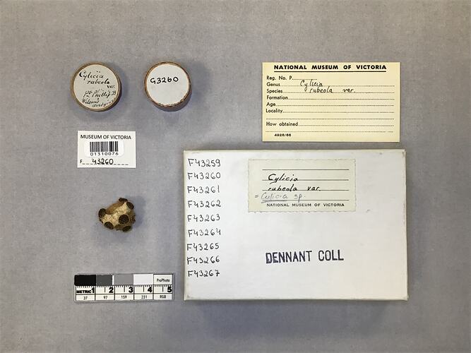 Dry stony coral specimen beside labels.
