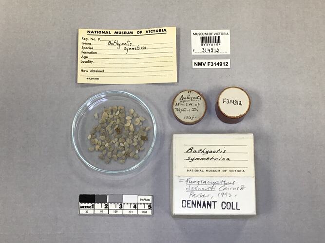 Dry solitary coral specimen beside labels