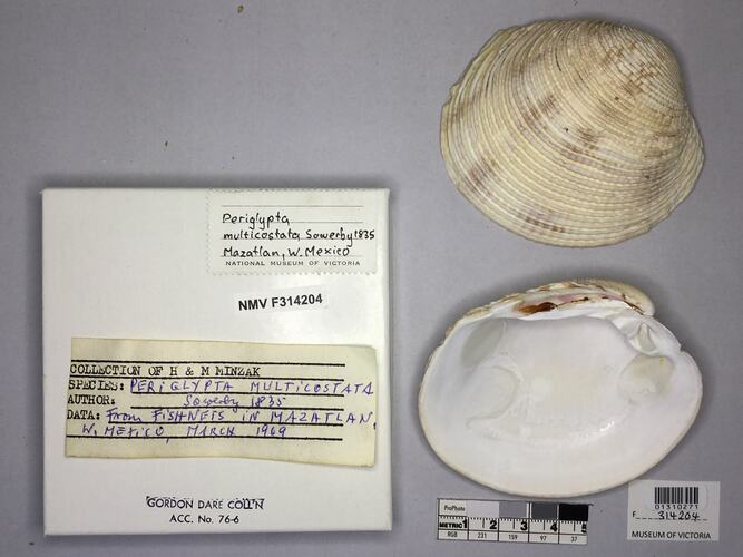 Dry Venus Clam shell beside labels.