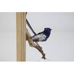 <em>Malurus leucopterus leuconotus</em>, White-winged Fairy-wren. [B 21366]