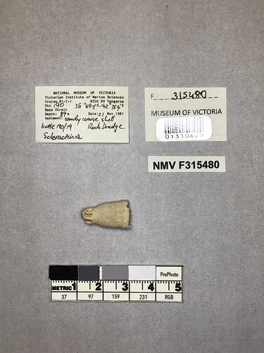 Dry stony coral specimen beside labels.