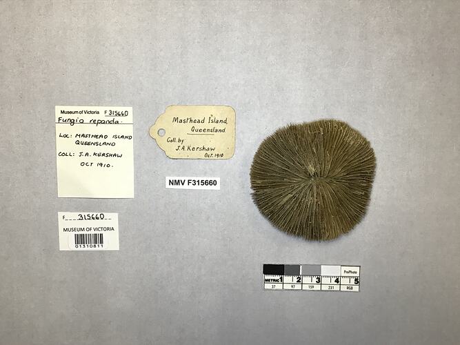 Dry coral specimen beside labels.