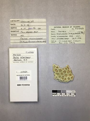Dry coral specimen beside labels.
