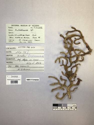 Dry soft coral specimen beside labels.
