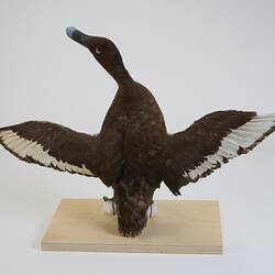 <em>Aythya australis</em>, Hardhead. [B 20984]