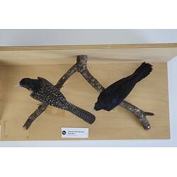 <em>Eudynamys cyanocephalus cyanocephalus</em>, Eastern Koel. [60186 (left), 9468 (right)]