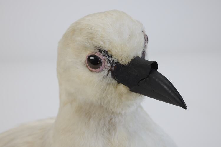 <em>Chionis minor</em>, Black-faced Sheathbill. [B 32987]
