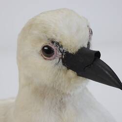 Our Wondrous Planet, Ice: Taxidermy Mount - Black-faced Sheathbill, <em>Chionis minor</em>