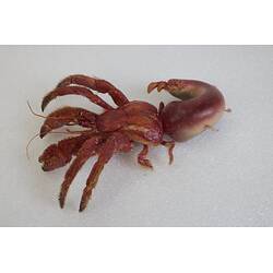 <em>Strigopagurus strigimanus</em>, Stridulating Hermit Crab, model. [J 73847]