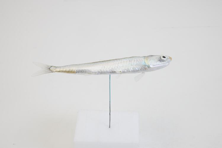 <em>Engraulis australis</em>, Australian Anchovy, model. [A 31384-009]