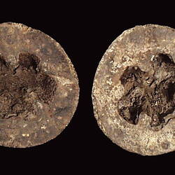 Two halves of fossil seed.