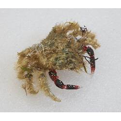 <em>Notomithrax ursus</em>, Bear Seaweed Crab. [J 23182]