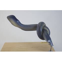 <em>Eptatretus cirrhatus</em>, Broadgilled Hagfish, model. [A 26658-002]