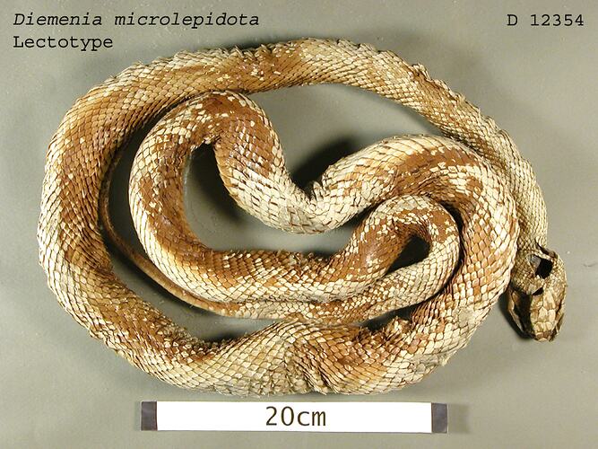 Dorsal view of coiled snake specimen.