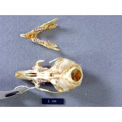 Mouse skull and lower jaw, ventral views.