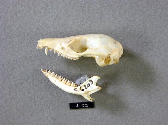 Lateral view of disarticulated dunnart skull and jaw.