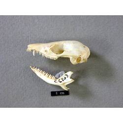 Lateral view of disarticulated dunnart skull and jaw.