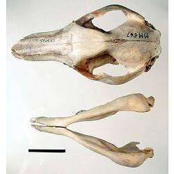 Kangaroo skull and lower jaw, external surfaces visible.