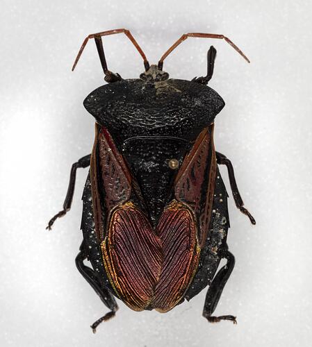 <em>Oncomeris flavicornis</em>, bug. [HEM 6217]