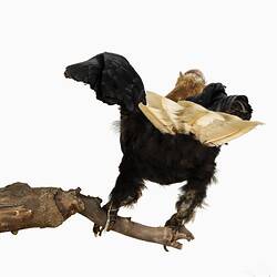 <em>Rhyticeros plicatus</em>, Blyth's Hornbill. [37177]