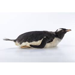 <em>Pygoscelis papua papua</em>, Gentoo Penguin. [B 21023]