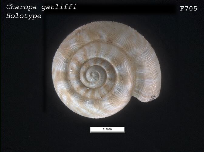 <em>Charopa gatliffi</em>, marine snail.  Holotype.  Registration no. F 705.